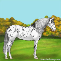 Horse Color:White Spotted Black Appaloosa 