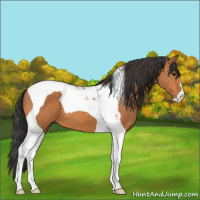 Horse Color:Bay Tobiano 