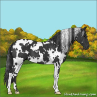 Horse Color:White Spotted Black