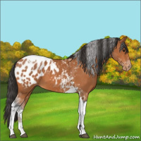 Horse Color:Bay Tobiano Appaloosa 