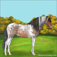 Horse Color:Bay Roan Tobiano 