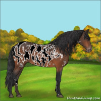 Horse Color:White Spotted Brown Appaloosa 
