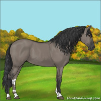 Horse Color:Grullo 