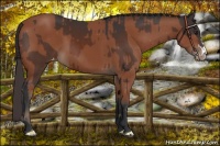 Horse Color:Brown Appaloosa and Bay Appaloosa