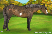 Horse Color:Chocolate Palomino Frame Rabicano 