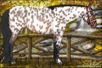 Horse Color:Bay Roan Near Leopard 