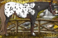 Horse Color:Liver Chestnut Appaloosa 