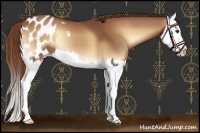 Horse Color:Red Onyx Splash Appaloosa 