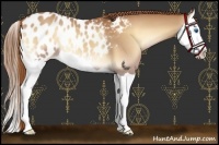 Horse Color:Red Onyx Splash Appaloosa 