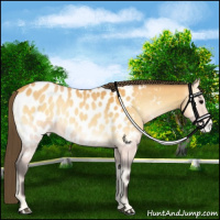 Horse Color:Buckskin Onyx Appaloosa 