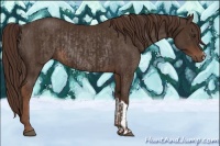 Horse Color:Liver Chestnut and Liver Chestnut Rabicano
