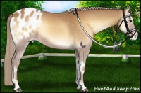 Horse Color:Palomino Onyx Appaloosa 