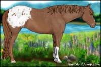 Horse Color:Chestnut Appaloosa 