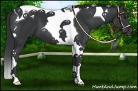 Horse Color:Black Tobiano 