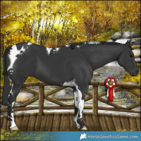Horse Color:Black Tobiano 