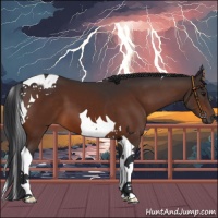 Horse Color:Brown Tobiano