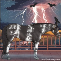 Horse Color:White Spotted Smoky Black