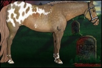 Horse Color:Chocolate Palomino Appaloosa 