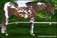 Horse Color:Liver Chestnut Tobiano 