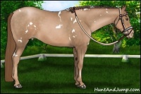 Horse Color:White Spotted Liver Chestnut Pearl 