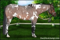 Horse Color:White Spotted Bay Roan