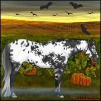 Horse Color:White Spotted Black Frame Appaloosa