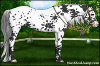 Horse Color:White Spotted Black Splash Tobiano Blanket 