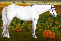 Horse Color:Gray Silver Bay Frame