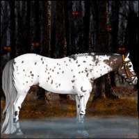 Horse Color:White Spotted Bay Splash Near Leopard