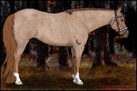 Horse Color:Red Roan