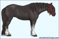 Horse Color:Smoky Black  and Smoky Black 