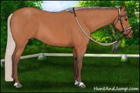 Horse Color:Silver Bay Roan 