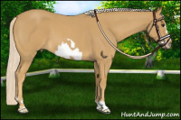 Horse Color:Palomino Roan Frame