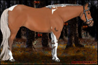 Horse Color:Silver Bay Tobiano