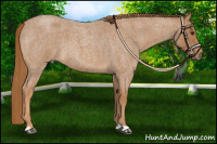 Horse Color:Red Roan 
