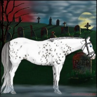 Horse Color:Grullo Splash Tobiano Near Leopard 