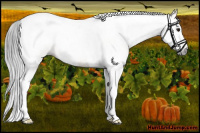Horse Color:Gray Bay Roan Splash Tobiano 