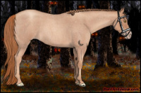 Horse Color:Gold Champagne Roan 