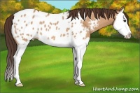 Horse Color:Bay Dun Splash Appaloosa 