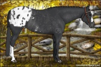 Horse Color:Black Appaloosa Rabicano