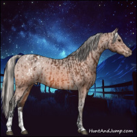 Horse Color:Bay Appaloosa  and Silver Bay Appaloosa 