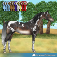 Horse Color:White Spotted Brown Tobiano 