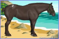 Horse Color:Liver Chestnut Appaloosa 