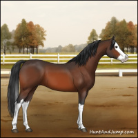 Horse Color:Bay Splash 