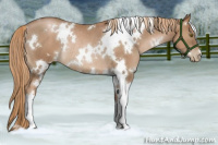 Horse Color:White Spotted Liver Chestnut Pearl Rabicano 