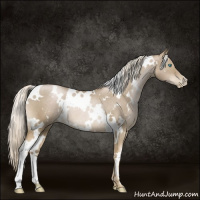 Horse Color:White Spotted Chocolate Palomino Pearl Rabicano