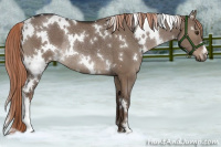 Horse Color:White Spotted Liver Red Dun Rabicano 