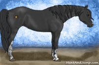 Horse Color:Black and Black