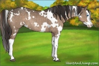 Horse Color:White Spotted Liver Red Dun Splash Rabicano