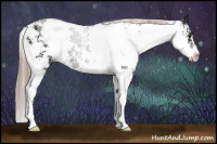 Horse Color:Liver Chestnut Sabino 